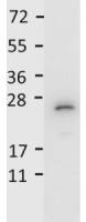 IL27 antibody (HRP)