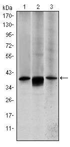 MEK6 antibody [3H12B9]