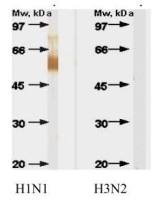 Influenza A virus H1 HA (Hemagglutinin) antibody [B213M]
