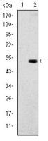 Glucokinase antibody [4G6]