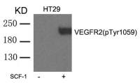 VEGF Receptor 2 (phospho Tyr1059) antibody