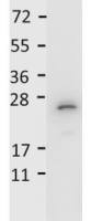 IL27 antibody