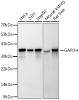 GAPDH antibody [GT1355]