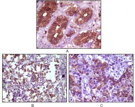 BLK antibody [9D10B7]