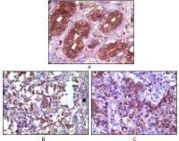 BLK antibody [9D10B7]