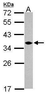 C1orf74 antibody [N2C3]
