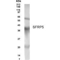 SFRP5 antibody