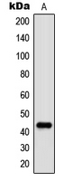 c-Jun (phospho Thr91) antibody