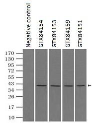 ERK2 antibody [4D10]