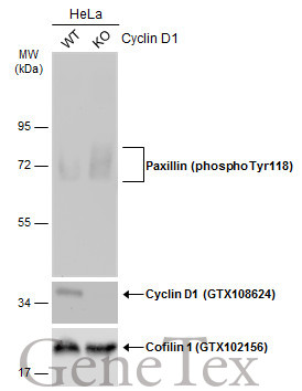 Paxillin (phospho Tyr118) antibody