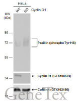 Paxillin (phospho Tyr118) antibody