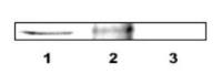 DLX4 antibody