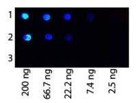 Protein G antibody (FITC)