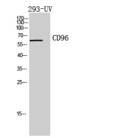 CD96 antibody
