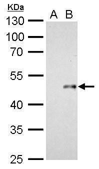 Wnt7b antibody