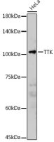 TTK antibody