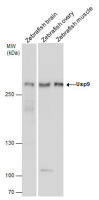 Usp9 antibody
