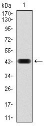 RAP1A antibody [5F8G2]