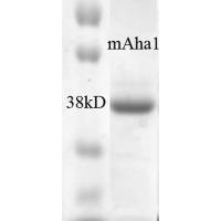 Mouse AHA-1 protein, His tag (active)