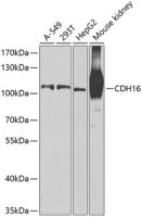 CDH16 antibody