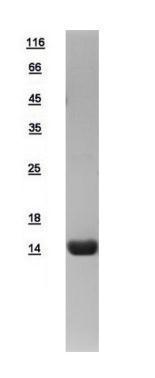 Human Cytochrome C protein, His tag