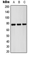 Pericentrin antibody