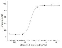 Mouse LIF protein, His tag (active)