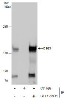 Desmoglein 3 antibody