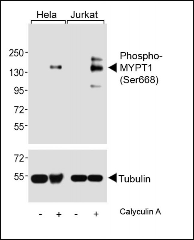 MYPT1 (phospho Ser668) antibody