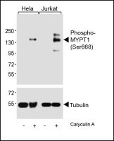 MYPT1 (phospho Ser668) antibody