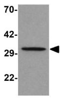 Apolipoprotein A5 antibody