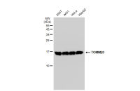 TOMM20 antibody [GT1136]