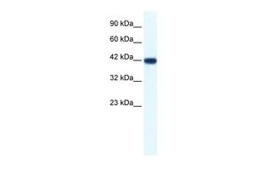 Bone Sialoprotein antibody, N-term