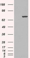 PAD4 antibody, N-term