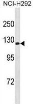 Sodium/Potassium ATPase alpha 3 antibody