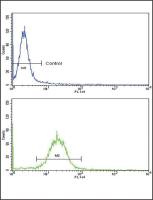 ARGBP2 antibody, N-term