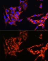 PI3 kinase p110 alpha antibody