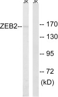ZEB2 antibody