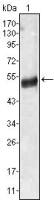 Angiotensinogen antibody [1B1]