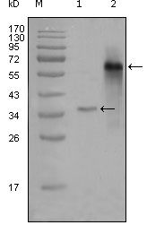SRC3 antibody [2C11B12]