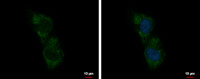 C5orf54 antibody