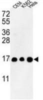 Histone H3 antibody, N-term