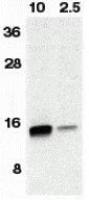 Neurturin antibody
