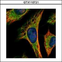 PEX19 antibody