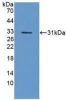 Mouse CES1g protein, His tag