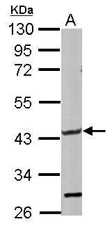 GLT8D1 antibody