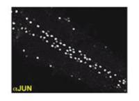 Drosophila Jun antibody (N-terminal)