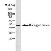 6X His tag antibody [AD1.1.10] (Biotin)