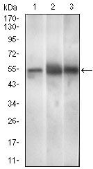 PAX3 antibody [7D8G7]
