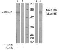 MARCKS (phospho Ser152) antibody